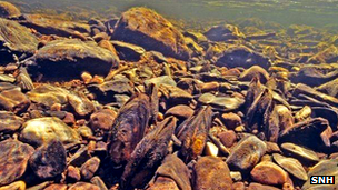 Pearl mussel beds