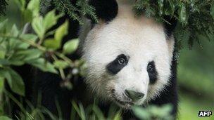 Tian Tian