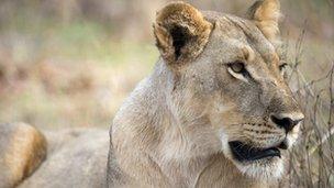 A lioness in Hwange National Park in Zimbabwe on 18 November 2012