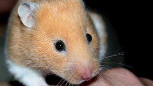 Hamster