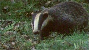 badger