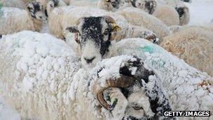 Sheep in snow