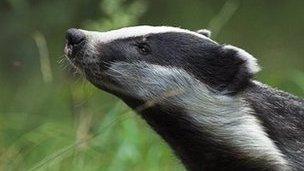 badger