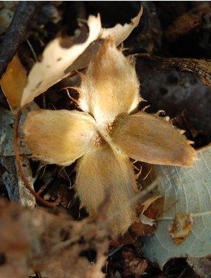 Beech seed shell (Image: BBC)