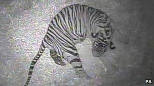 New tiger born at London Zoo