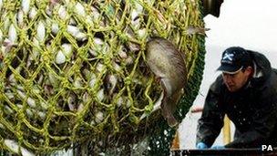 Fish being loaded on to trawler