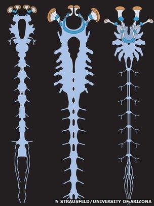 an illustration of the nervous systems of the Alalcomenaeus fossil (left), a larval horseshoe crab (middle) and a scorpion (right).