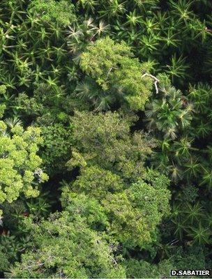 Rainforest canopy (Image: Daniel Sabatier)