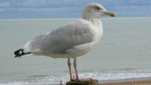 A seagull