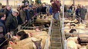 Hatherleigh sheep auction