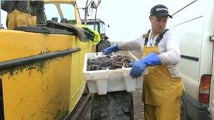 Shellfish being unloaded from boat