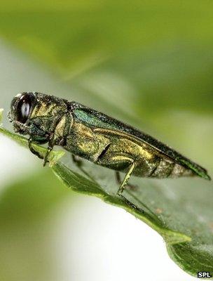 Adult emerald ash borer (Image: SPL)