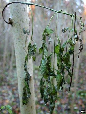 Tree showing symptoms of ash dieback (Image: PA)