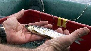 Man holding vendace fish