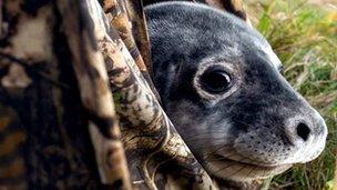 Seal in hide