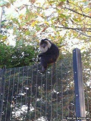 Monkey on peace wall fence at Hazelwood Integrated school