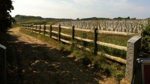 Vineyards in Sark