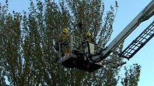 A hydraulic lift, supplied by the fire service, was used to help zoo keepers reach the monkey in the trees