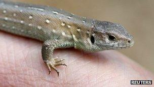 Sand lizard