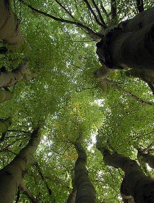 Multi-stemmed beech tree (Image: BBC)