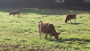 Guernsey cattle grazing