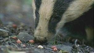 A badger