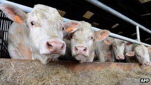 French Charolais bulls - file pic