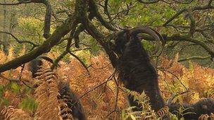 The goats have a voracious appetite for the woodland habitat