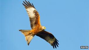 Red kite