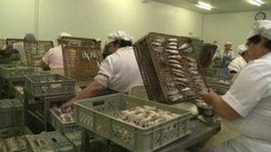 Women working in fish factory