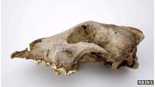 Palaeolithic dog from the Goyet cave (Belgium)