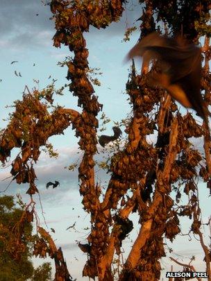 Straw-coloured fruit bat