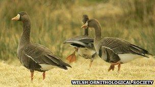 Greenland white-fronted geese