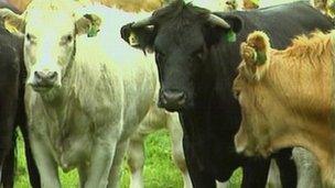 Cattle in field