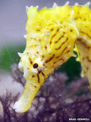 Dwarf seahorse