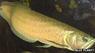 Arowana fish