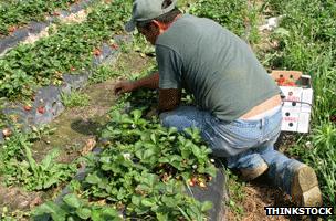 Farm worker picking strawberries