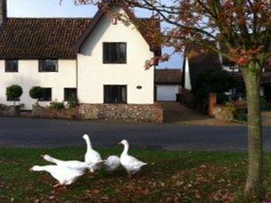 Beyton geese