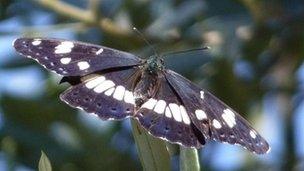 White admiral butterfly