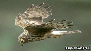 hen harrier