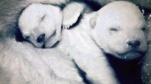 Newborn polar bears