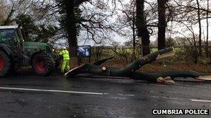 A fallen tree