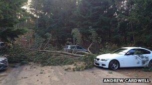 Tree fallen in Sherwood Forest Centre Parcs car park