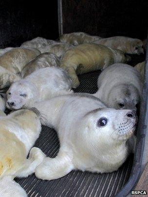 Seals at RSPCA East Winch