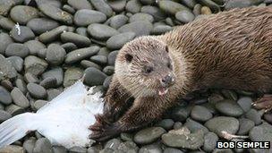 Otter with fish