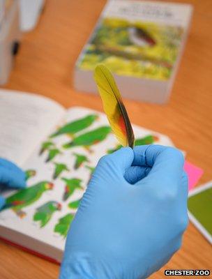 Amazona parrot feather (Image: Chester Zoo)