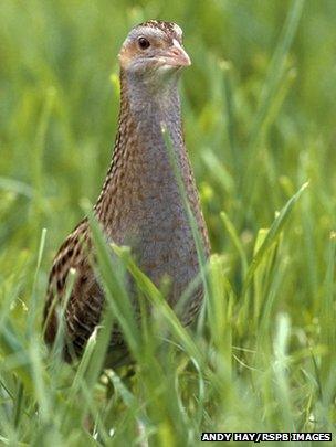 Corncrake