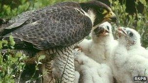 Peregrine feeding chicks Photo: Chris Gomersall (Rspb-images.com)