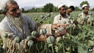 Afghan farmers collect raw opium