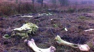 The skeletal remains of one of the horses found on the remote hillside between County Tyrone and County Monaghan